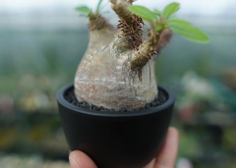 パキポディウム マカイエンセ　Pachypodium makayense　No.1