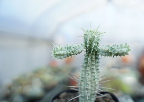 ユーフォルビア　ミルクトロン　Euphorbia mammillaris cv. variegat　No.1