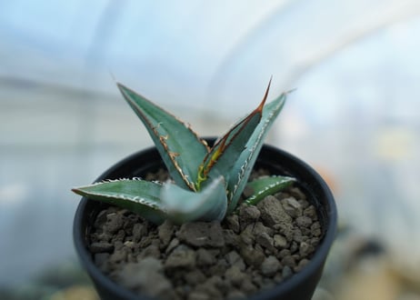 アガベ　オテロイ　agave oteroi　No.2