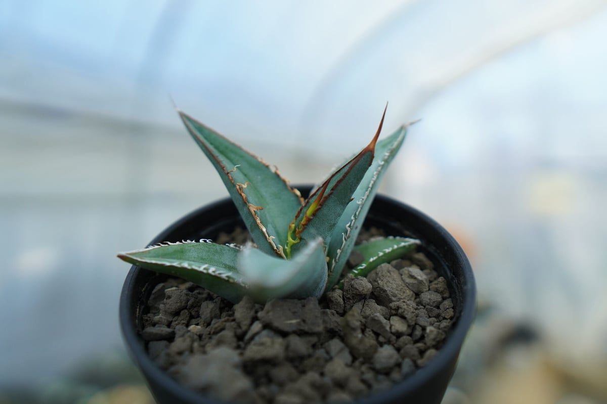 アガベ オテロイ agave oteroi No.2 | mana's farm:塊根植物・ア