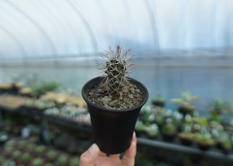 パキポディウム ゲアイ 亜阿相界 | mana's farm:塊根植物・アガベ