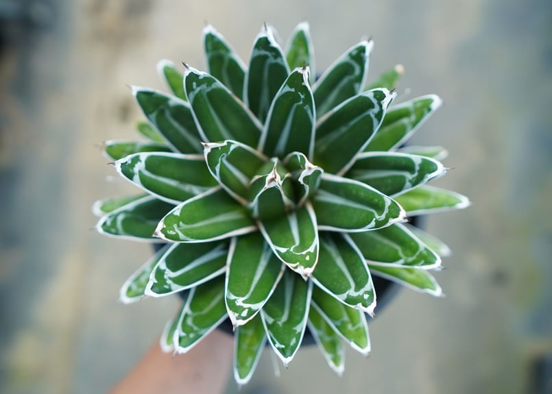 ⑩アガベ笹の雪 victoriaereginae アガベ 笹の雪 虎斑 Agave victoriae-reginae 'Variegata