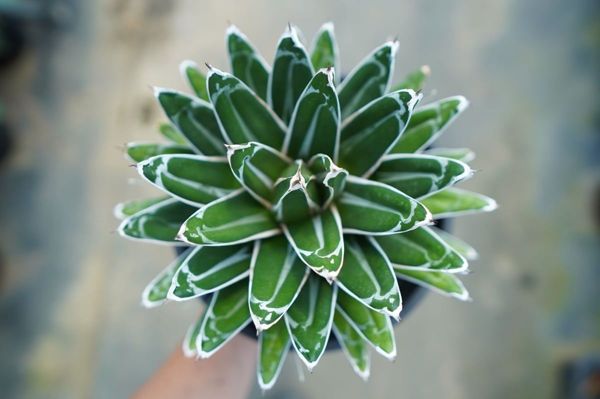 アガベ笹の雪 victoriaereginae アガベ 笹の雪 D型 / Agave victoriae-reginae #15 | Duck