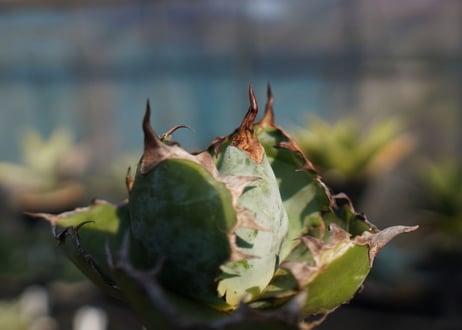 agave　titanota　ブラックアンドブルー　No.11