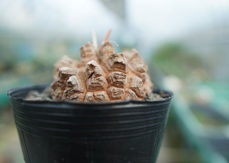 【長谷川園芸産】亀甲竜　Dioscorea elephantipes　No.3