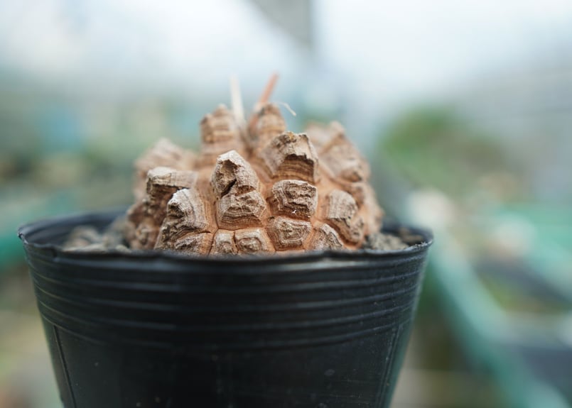 長谷川園芸産】亀甲竜 Dioscorea elephantipes No.3 | mana' 長谷川園芸産】亀甲竜 Dioscorea elephantipes No.3 | mana'