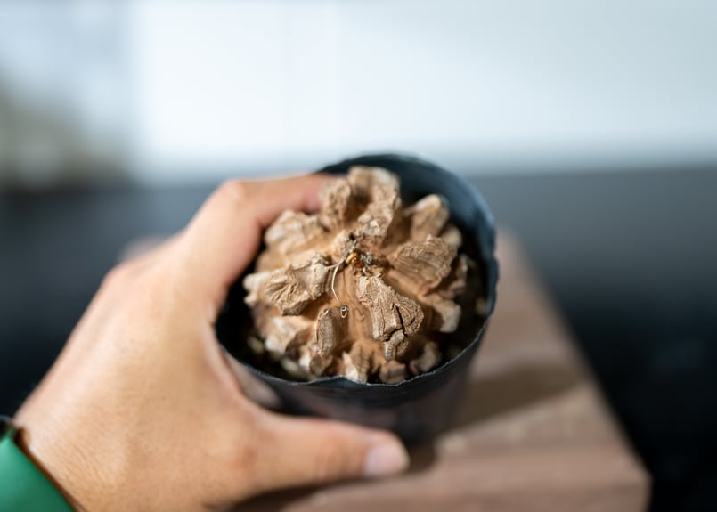 長谷川園芸 亀甲竜 | mana's farm:塊根植物・アガベ・ドライガーデン