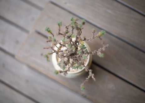 姫紅小松 　Trichodiadema bulbosum