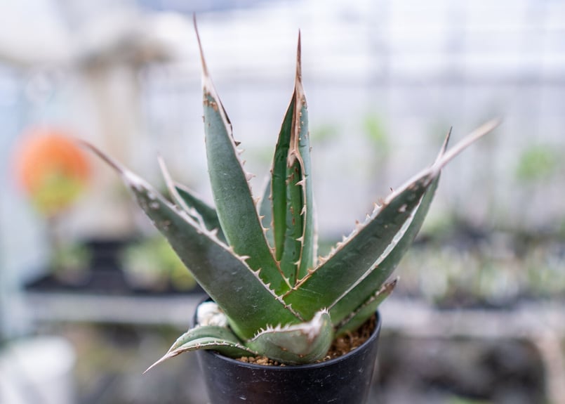 アガベ パープソラム | mana's farm:塊根植物・アガベ・ドライガーデン