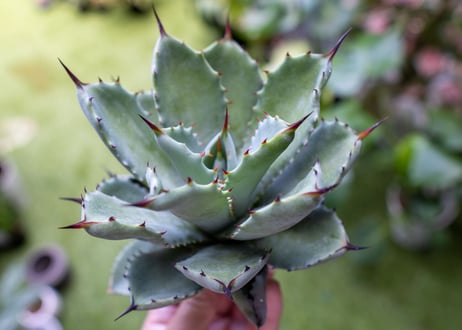 potatorum x macroacantha mini NO.1