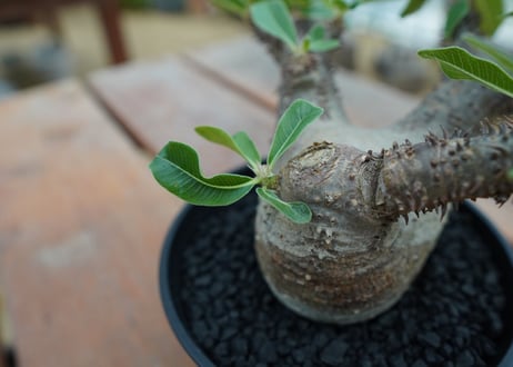 パキポディウム マカイエンセ　Pachypodium makayense　No.5
