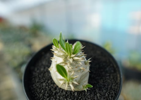 パキポディウム　恵比寿大黒　Pachypodium Densicaule　No.10