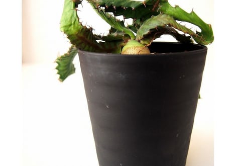 ユーフォルビア ステラータ 飛竜  Euphorbia stellata 11 未発根