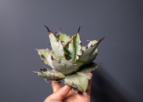 Agave titanota Agave B&B No.5
