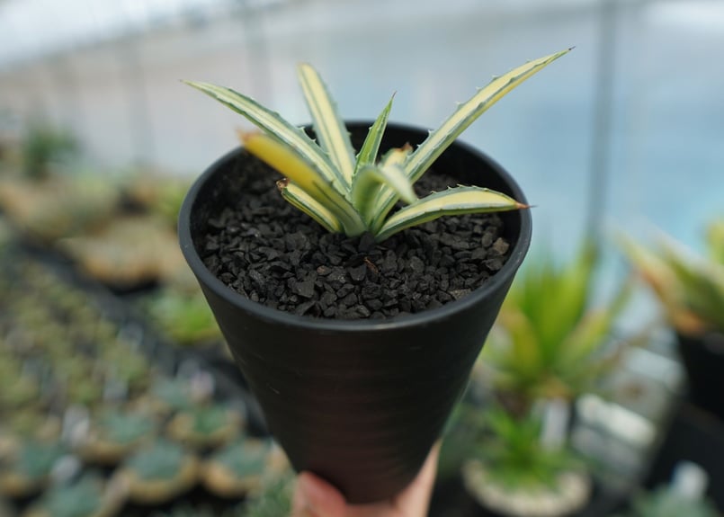 アガベ マクロアカンサ錦 Agave macroacantha variegata NO.2