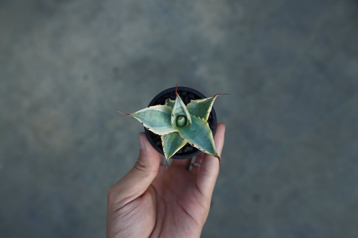 抜き苗】アガベ 怒雷神錦 Agave potatorum verschaffeltii |