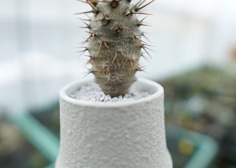 パキポディウム　ラメリー　Pachypodium lamerei