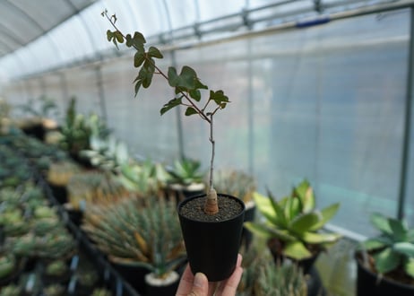 アデニア　イサロエンシス　Adenia isaloensis