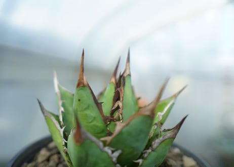 アガベ　チタノタ　剣竜　Agave titanota Kenryu　No.1