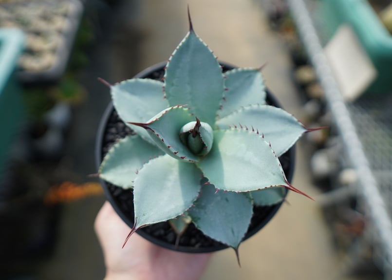 アガベ ドラゴントゥース Agave Dagontoes No.2 | mana's farm