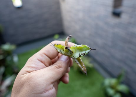 Agave B&B 特大 カキコ NO.1