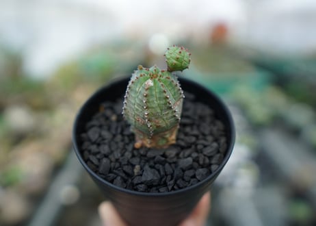 ユーフォルビア　オベサブロー　Euphorbia ObesaBlow