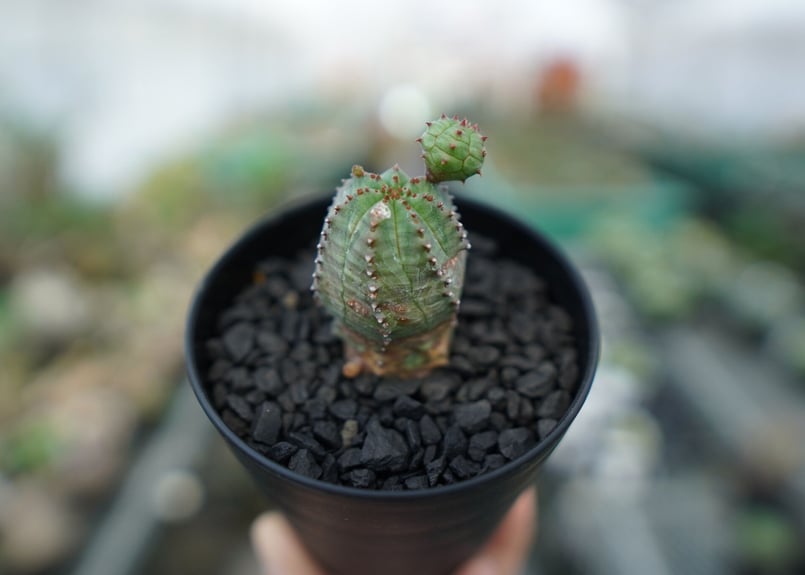 ユーフォルビア オベサブロー Euphorbia ObesaBlow | mana's far ユーフォルビア オベサブロー Euphorbia ObesaBlow | mana's far