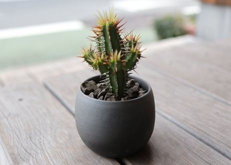 ユーフォルビア黄刺紅彩閣　euphorbia enopla  Yellow spina
