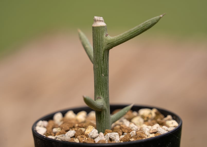 大特価!!!　塊根幅約23センチ　アデニア　グロボーサ　扁平タイプ 大特価!!! 塊根幅約23センチ アデニア グロボーサ 扁平タイプ