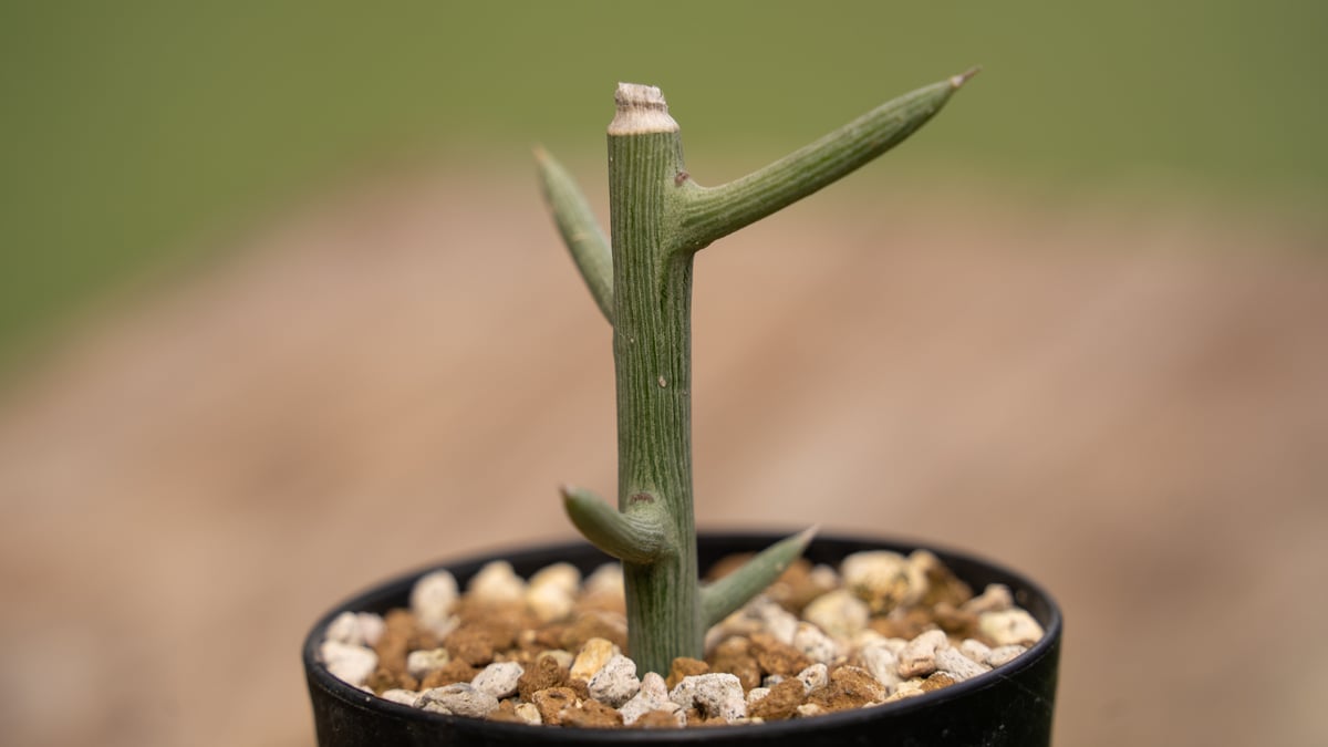 大特価！早いもの勝ち！　アデニア　グロボーサ アデニア グロボーサ【塊根部が大きくゴツゴツした人気の優良株