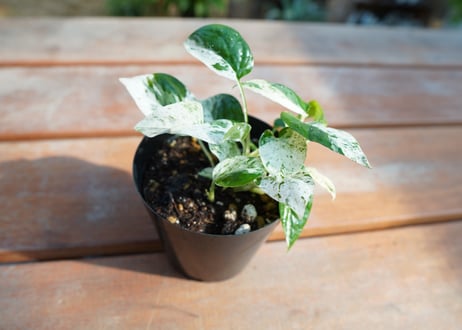 マングーカズラ　ピナツムマーブル　Epipremnum Pinnatum 'Marble'