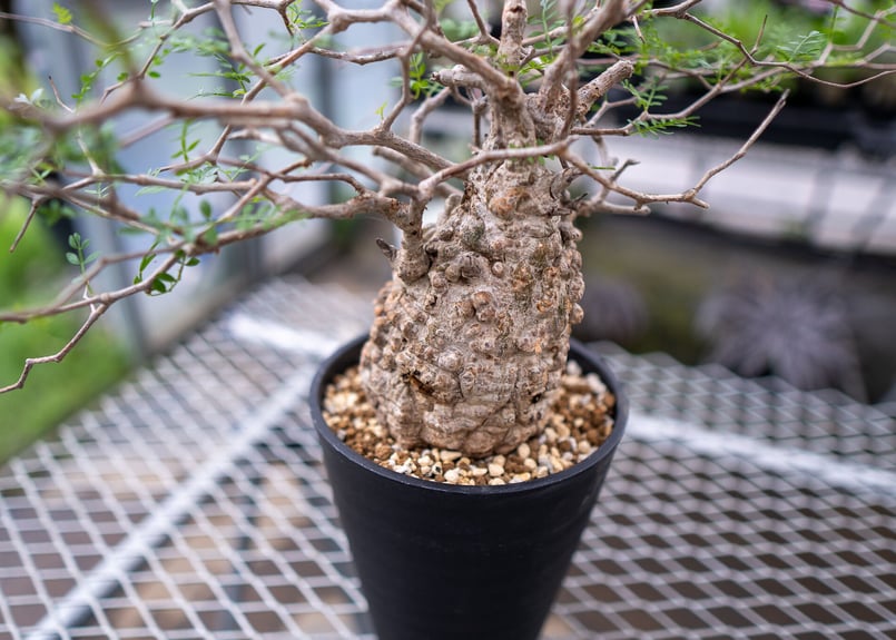 オクペリカリア　パキプスベアルート　ミニプスカルス オペルクリカリア パキプス ベアルート 芽吹き多数】オペルクリ