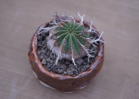 ユーフォルビア　バリダ  Euphorbia valida