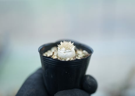パキポディウム　恵比寿大黒　沖縄実生　No.3