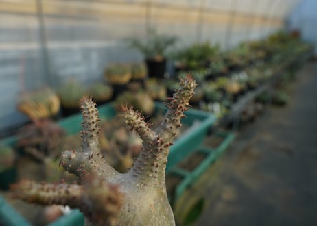 パキポディウム マカイエンセ　Pachypodium makayense　No.7