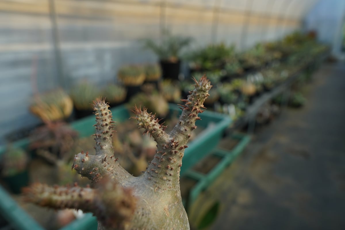 パキポディウム マカイエンセ Pachypodium makayense No.7 | man
