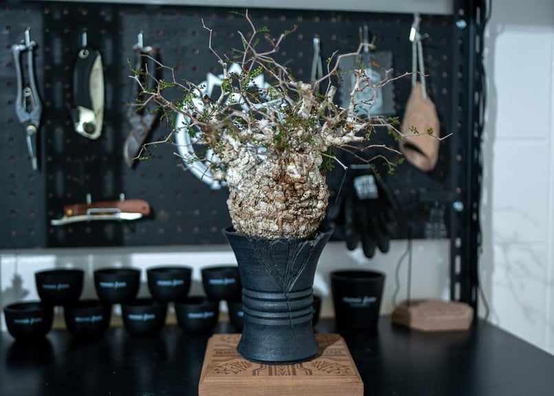 販売中KINGパキプスの葉がなかった時の写真 | mana's farm:塊根