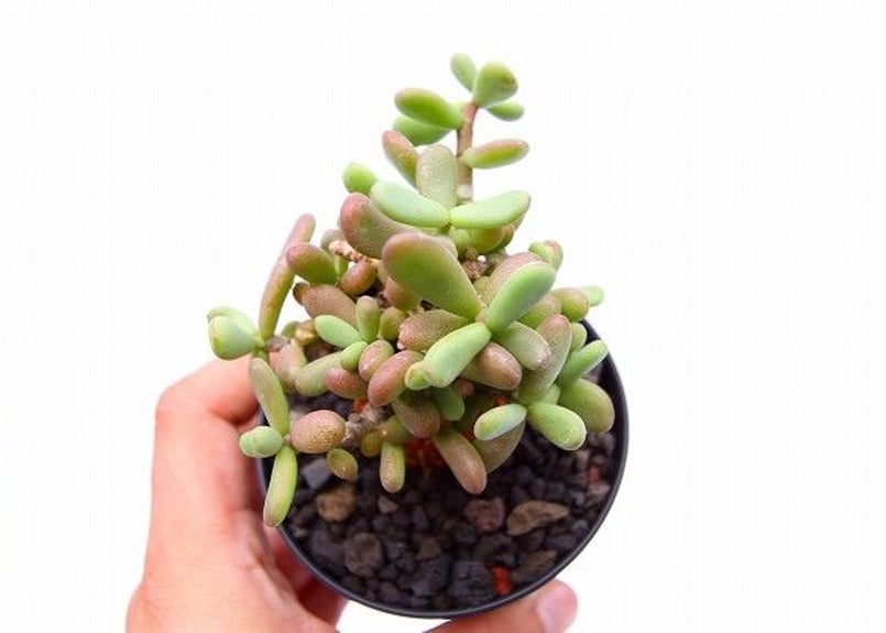 ケラリア ピグマエア | mana's farm:塊根植物・アガベ・ドライガーデン