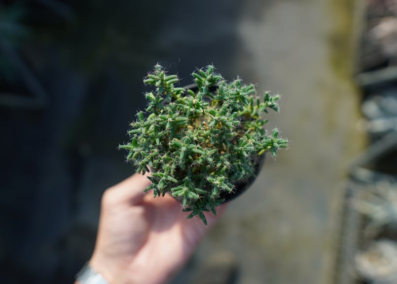 トリコディアデマ ステラツム Trichodiadema stellatum No.2 |