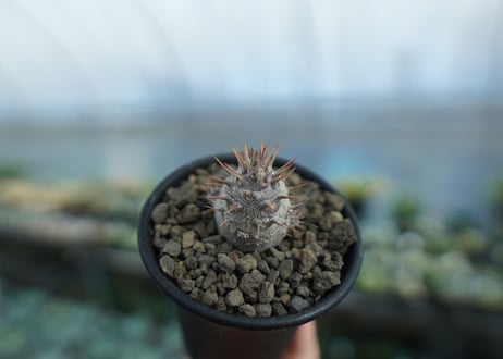 パキポディウム　カクチぺス　Pachypodium cactipes  No.1