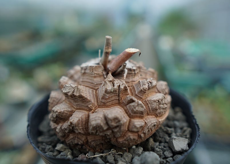 亀甲竜長谷川園芸Dioscorea elephantipes