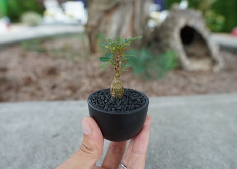 【沖縄実生株】センナ　メリディオナリス　Senna meridionalis  No.2