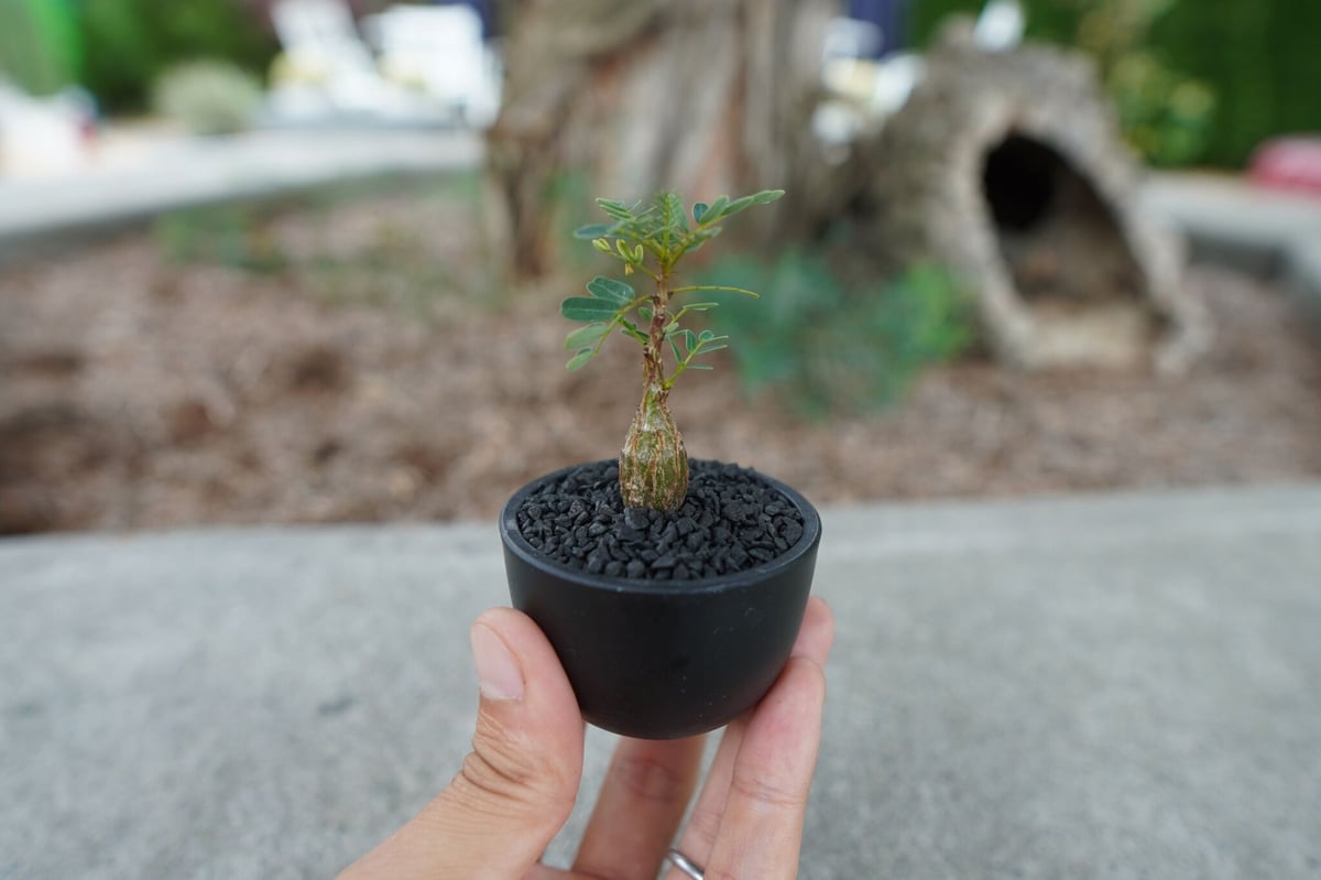 沖縄実生株】センナ メリディオナリス Senna meridionalis No.2