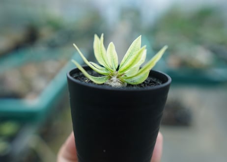 パキポディウム　恵比寿笑い　Pachypodium brevicaule　No.2