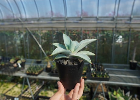 アガベ　ドラゴントゥース　Agave Dagontoes　No.2