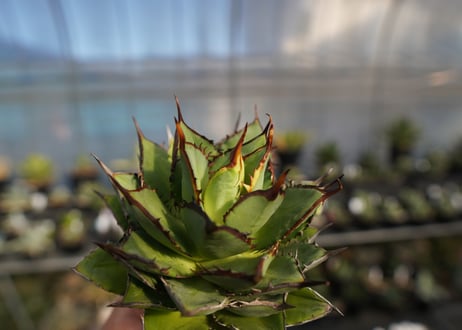agave titanota 剣竜　No.12