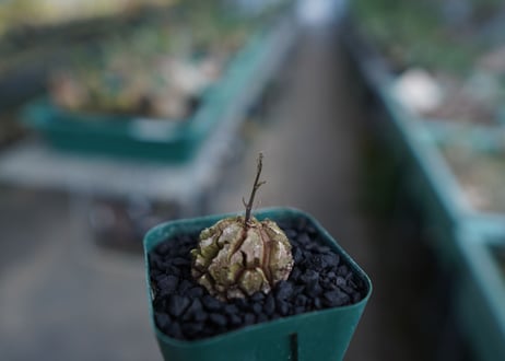 亀甲竜　Dioscorea elephantipes　No.3