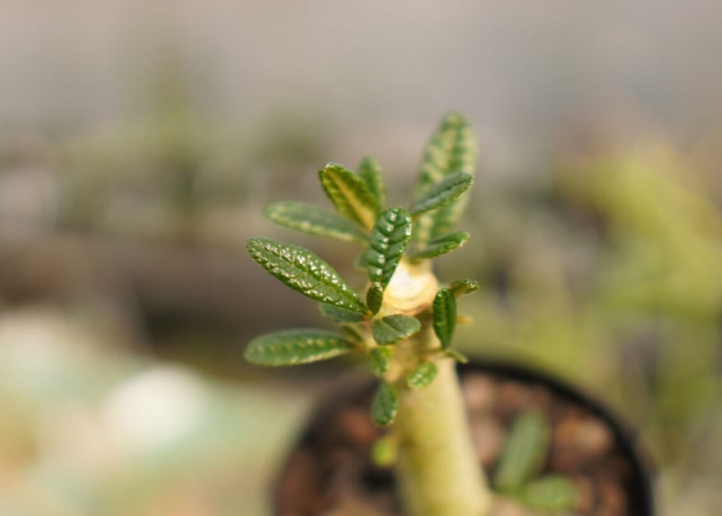 ドルステニア ギガス NO.2 | mana's farm:塊根植物・アガベ・ドライ