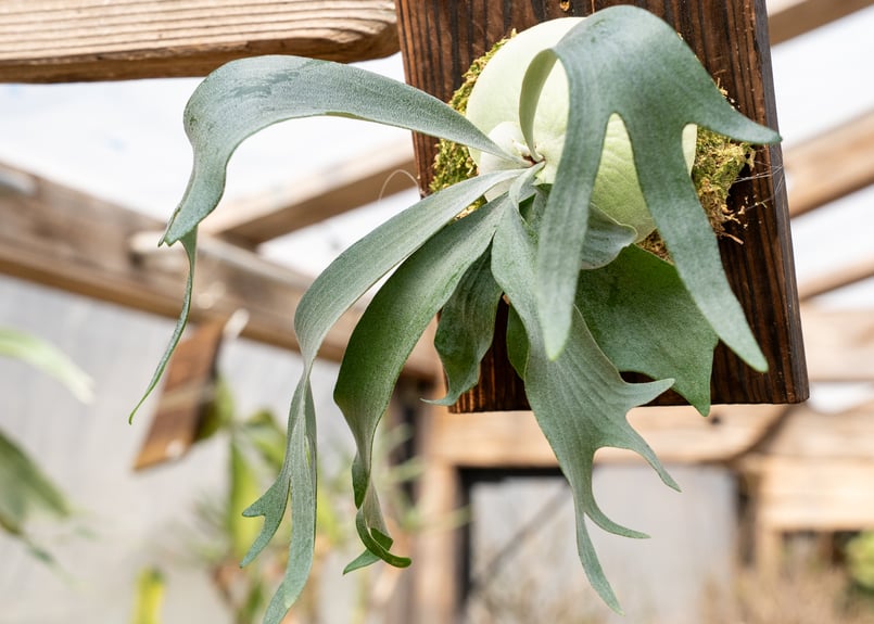 ビカクシダ　P.bifurcatum old type 　希少株　3株付き ビカクシダ P.bifurcatum old type 希少株 3株付き