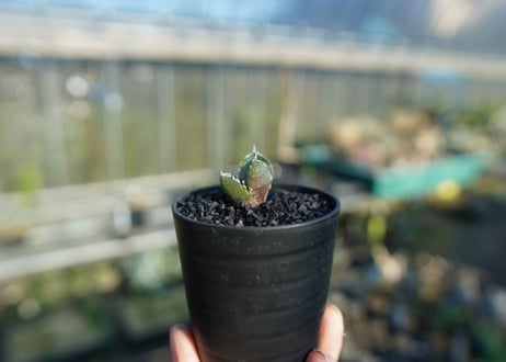 アガベ　チタノタ　鬼爪雪峰  Agave titanota “Onitsume Yukimine”